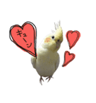 オカメインコのきなこちゃん（個別スタンプ：1）