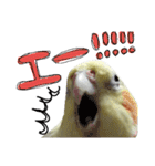 オカメインコのきなこちゃん（個別スタンプ：4）
