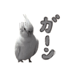 オカメインコのきなこちゃん（個別スタンプ：5）