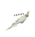 オカメインコのきなこちゃん（個別スタンプ：6）