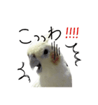 オカメインコのきなこちゃん（個別スタンプ：7）