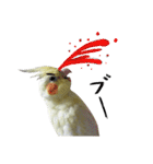 オカメインコのきなこちゃん（個別スタンプ：8）