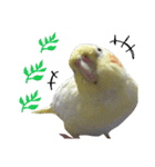 オカメインコのきなこちゃん（個別スタンプ：9）
