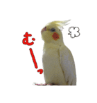 オカメインコのきなこちゃん（個別スタンプ：10）