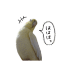 オカメインコのきなこちゃん（個別スタンプ：11）