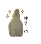 オカメインコのきなこちゃん（個別スタンプ：12）