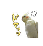オカメインコのきなこちゃん（個別スタンプ：13）
