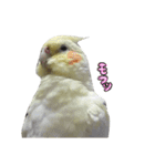 オカメインコのきなこちゃん（個別スタンプ：16）
