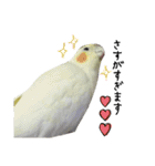 オカメインコのきなこちゃん（個別スタンプ：17）