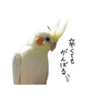 オカメインコのきなこちゃん（個別スタンプ：18）