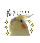 オカメインコのきなこちゃん（個別スタンプ：19）