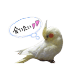 オカメインコのきなこちゃん（個別スタンプ：20）