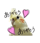 オカメインコのきなこちゃん（個別スタンプ：21）