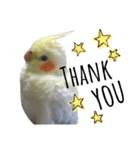 オカメインコのきなこちゃん（個別スタンプ：22）