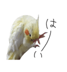 オカメインコのきなこちゃん（個別スタンプ：23）