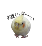 オカメインコのきなこちゃん（個別スタンプ：24）
