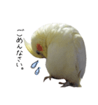 オカメインコのきなこちゃん（個別スタンプ：25）