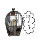 オカメインコのきなこちゃん（個別スタンプ：27）