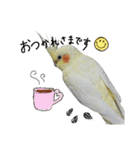 オカメインコのきなこちゃん（個別スタンプ：29）