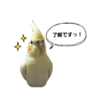 オカメインコのきなこちゃん（個別スタンプ：30）
