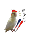 オカメインコのきなこちゃん（個別スタンプ：31）