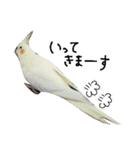 オカメインコのきなこちゃん（個別スタンプ：36）