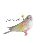 オカメインコのきなこちゃん（個別スタンプ：37）