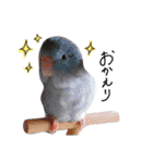 オカメインコのきなこちゃん（個別スタンプ：38）