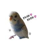 オカメインコのきなこちゃん（個別スタンプ：39）