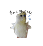 オカメインコのきなこちゃん（個別スタンプ：40）