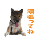 しば犬のそらちゃん♡（個別スタンプ：1）