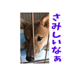 しば犬のそらちゃん♡（個別スタンプ：4）