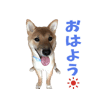 しば犬のそらちゃん♡（個別スタンプ：6）