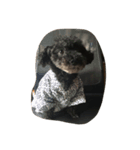 愛犬の空です（個別スタンプ：7）