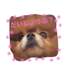 ポメラニアンのマル Vol.2（個別スタンプ：16）