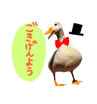 ぴよと仲間たち（個別スタンプ：2）