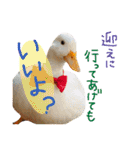ぴよと仲間たち（個別スタンプ：3）