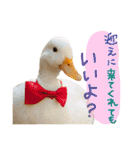 ぴよと仲間たち（個別スタンプ：4）