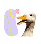 ぴよと仲間たち（個別スタンプ：5）
