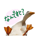 ぴよと仲間たち（個別スタンプ：23）