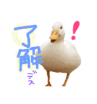 ぴよと仲間たち（個別スタンプ：25）