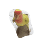 うさぎととりです（個別スタンプ：1）