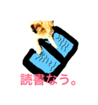Shih Tzu！（個別スタンプ：1）