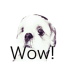 Shih Tzu！（個別スタンプ：2）