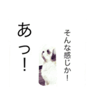Shih Tzu！（個別スタンプ：3）