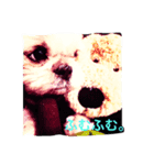 Shih Tzu！（個別スタンプ：4）