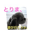 Shih Tzu！（個別スタンプ：7）