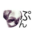 Shih Tzu！（個別スタンプ：8）