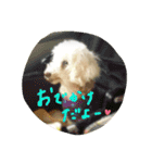 だいこちゃん感謝スタンプ（個別スタンプ：4）