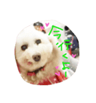 だいこちゃん感謝スタンプ（個別スタンプ：9）